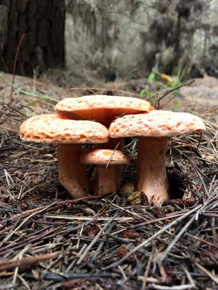 Melbourne Pine Mushrooms Weekly Farmers Market